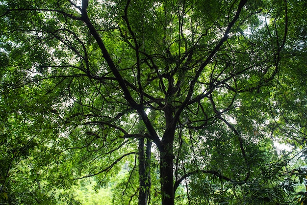 Natura verde. foresta naturale di alberi di abete rosso, raggi di sole attraverso la nebbia creano atmosfera mistica nel parco nazionale.