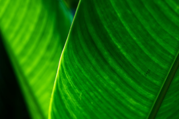 Green nature tropical  leaves background.