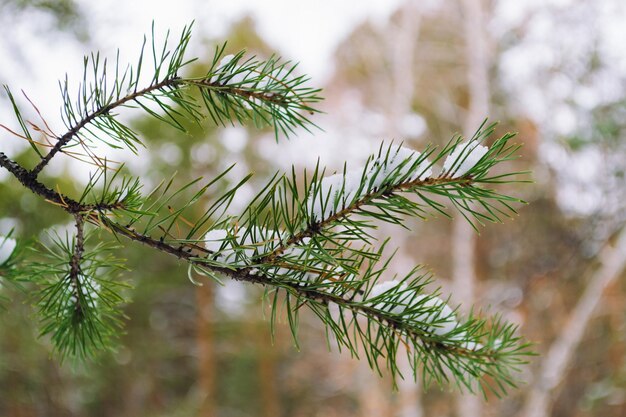 冬の森の松の枝のクローズアップの緑の針