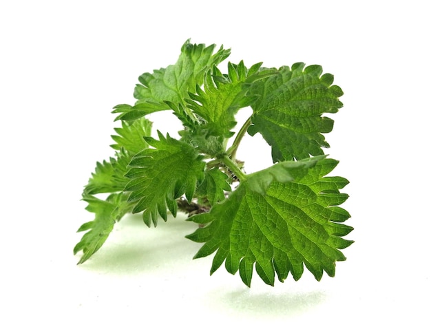 Green nettle bush on white isolated background