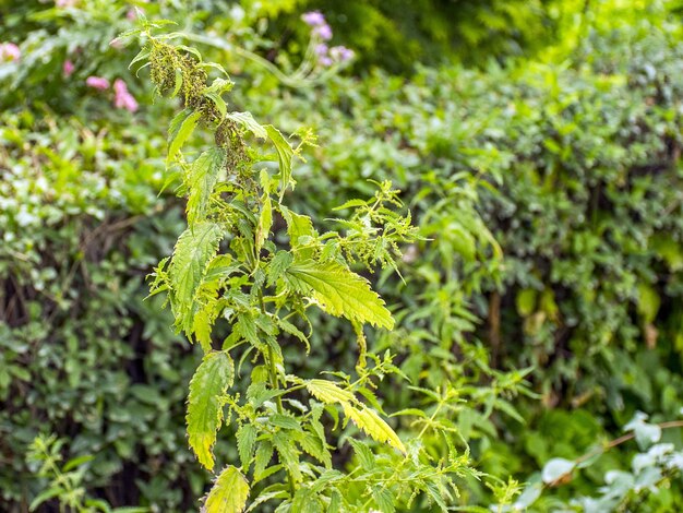 Green nettle grows in the garden Medicinal plant for medicine Strong nettle tea