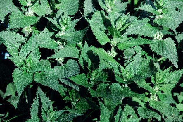 Green nettle leaves close up top view