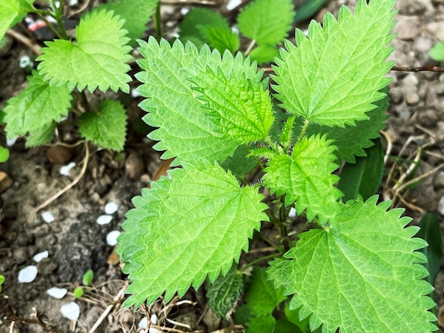 green nettle leaves grow on a nettle bush in the forest