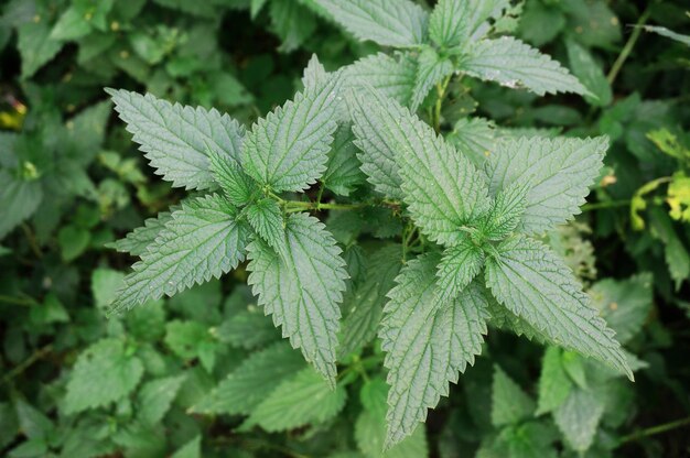 緑のイラクサは植物の部分の薬草を残します