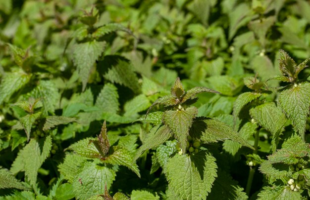 夏の緑のイラクサ植物