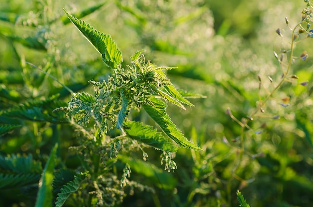 Green nettle plants