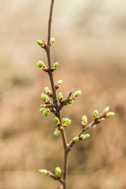 写真 早春の木の枝に緑の新しい春の芽。