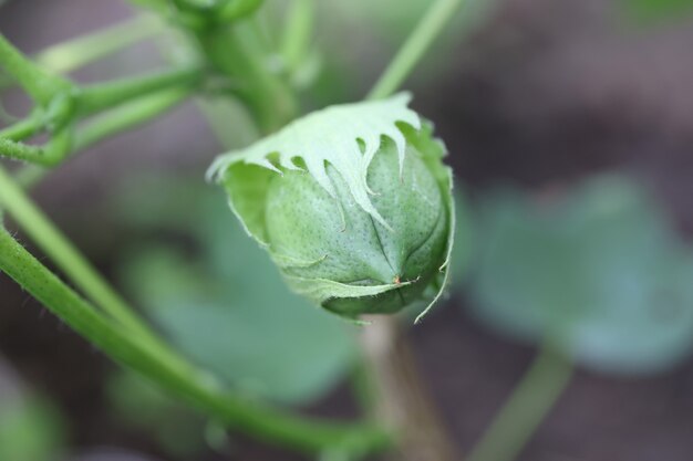 Green nigella flower bud in garden closeup background medicinal plants concept