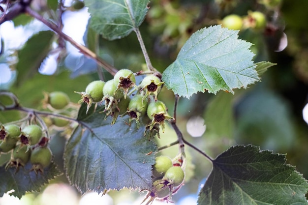 Green nuts on a branch with leaves close up