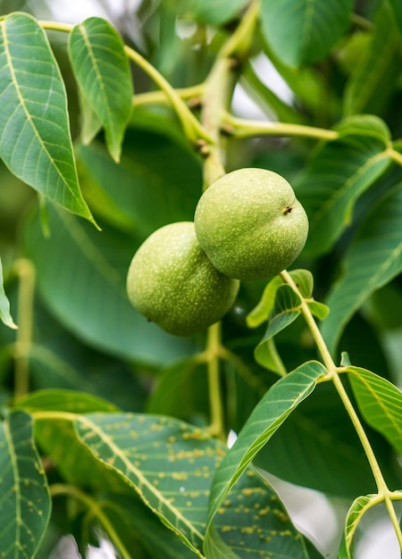 Green nuts ripening on plantations Garden branch of nuts growing