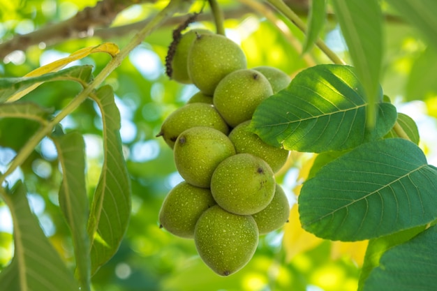 Green nuts on a tree