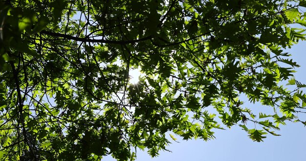 春の公園の晴れた天気の緑の樫の葉