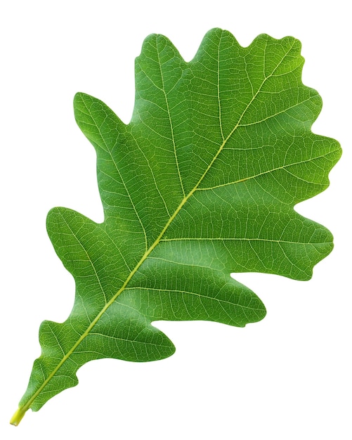 Green oak leaf isolated on white background. herbarium, one young leaf. foliage, leaves of the tree.