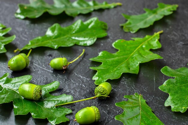 Green oak leaves The acorns green Dark background Wet leaves