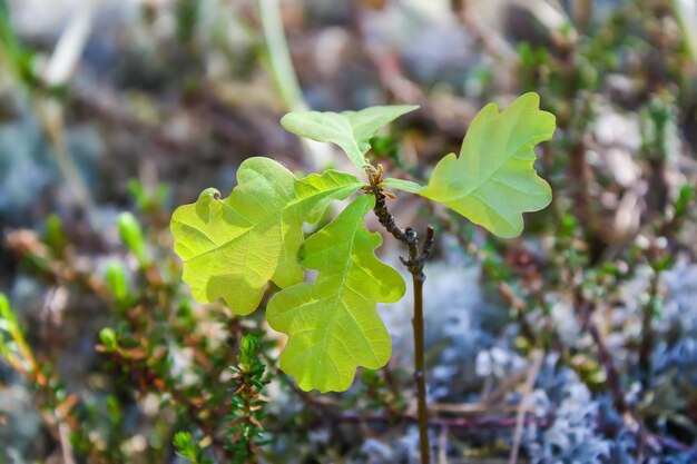 Green oak leaves on a branch