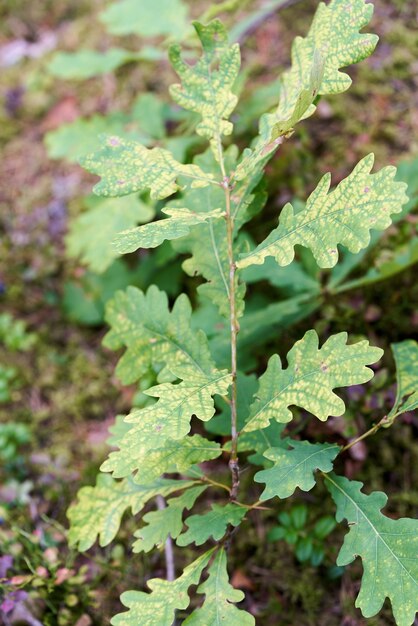 Green oak leaves, a young tree begins to grow in the forest. Small oak