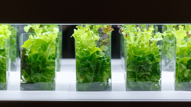 Green oak lettuce aquatic plants in a tissue culture room