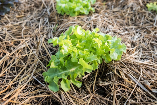 Green oak lettuce growing in garden