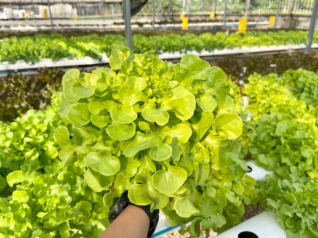 緑のオークサラダは水耕システムで栽培され清潔な野菜で美味しい野菜です