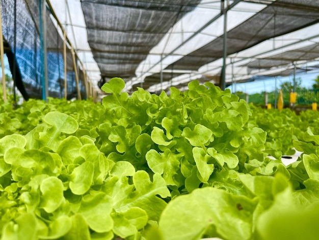 緑のオークサラダは水耕システムで栽培され清潔な野菜で美味しい野菜です