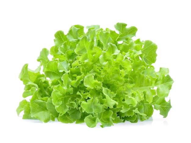 Green oak lettuce isolated on white.