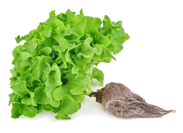 Green oak lettuce isolated.