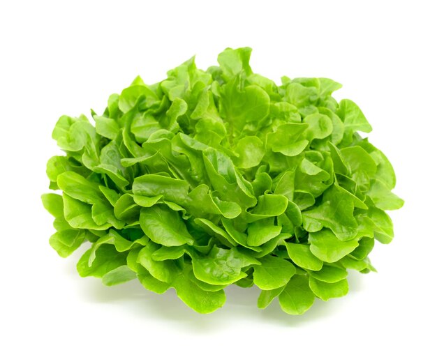 Green oak lettuce leaf isolated on white background