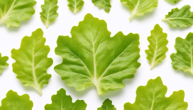 Green oak lettuce leaf isolated on white background