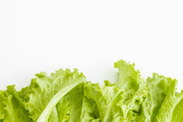 Green oak lettuce salad leaves isolated on white