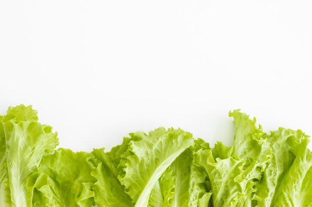 Green oak lettuce salad leaves isolated on white