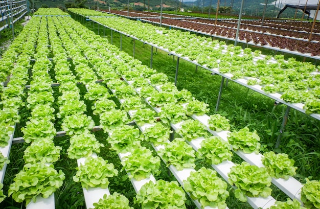 Verdura di insalata verde della lattuga della quercia in piante idroponiche del sistema di fattoria su acqua