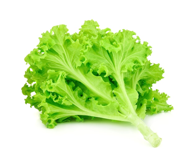 Green oak lettuce on white background