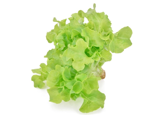 Green oak lettuce