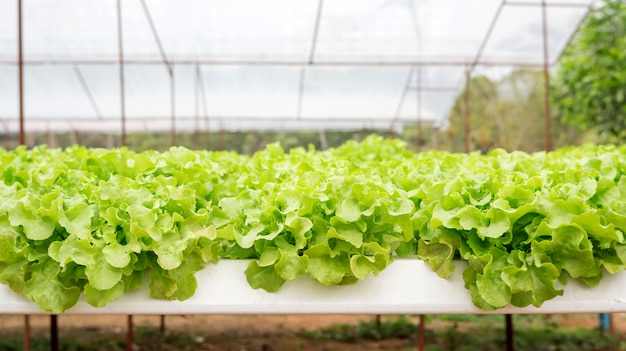 Green oak plant in a hydroponic vegetable garden.