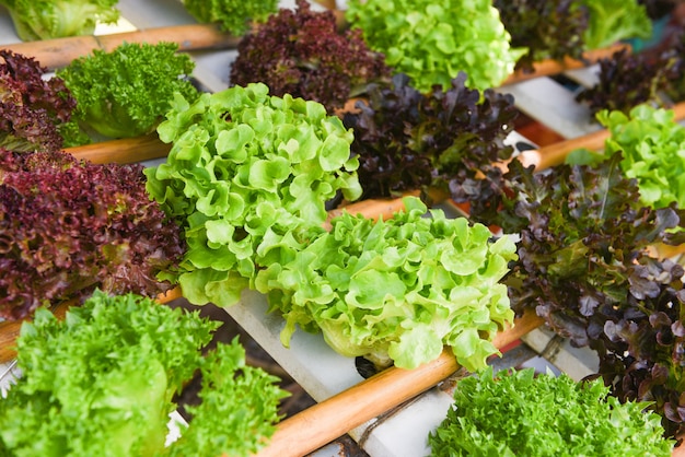 Green oak and red oak lettuces