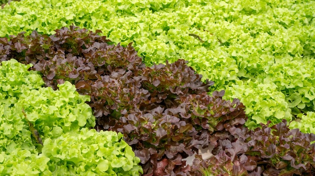 水耕野菜園のグリーンオークとレッドオークの植物。