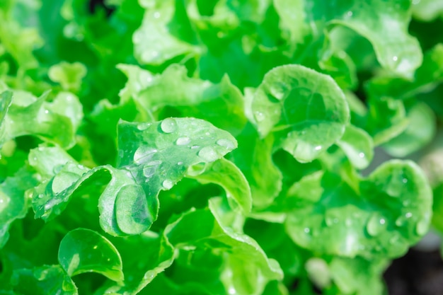 Green Oak Salad-groente groeit in plot