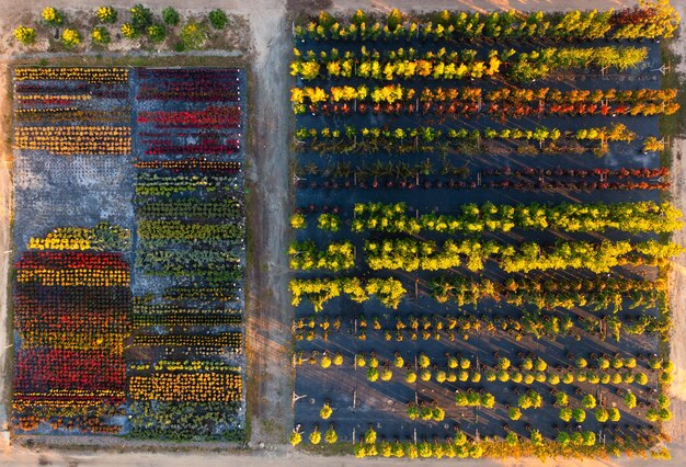 緑のオアシス 活発 な 植物 店 の 空中 写真