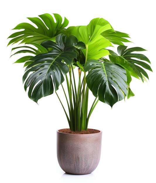 Photo green oasis a potted plant flourishing on a canvas