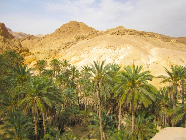 Green oasis in the sahara desert in tunisia