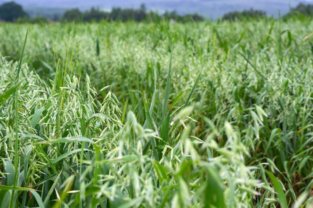 Avena verde in un campo in una giornata di sole estivo