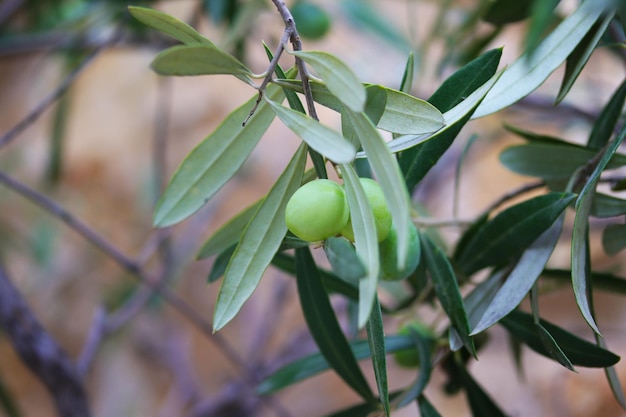 A green olive on a branch with leaves and the word olive on it.