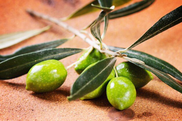 Green olive branch