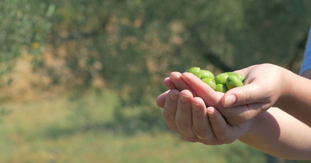 Coltivazione dell'olivo verde