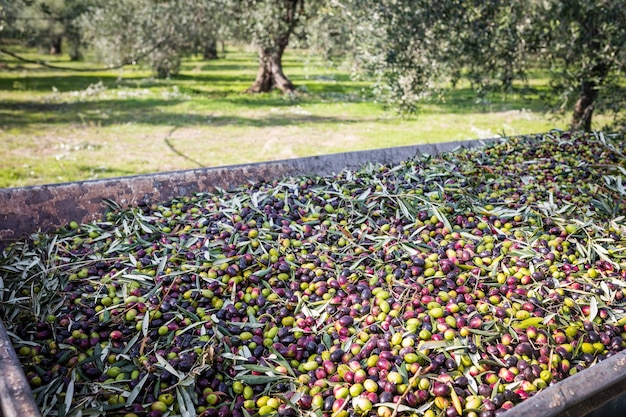 Foto raccolta di olive verdi in puglia, in italia meridionale