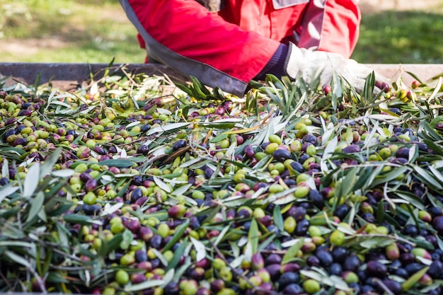 Foto raccolta di olive verdi in puglia, in italia meridionale