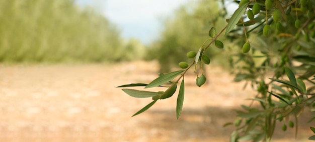 Green olive tree branch on background of olive grove,garden, summer sunny day.Copy space for text.