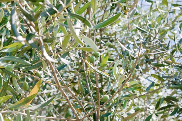 Зеленое оливковое дерево