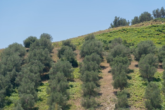 Green olive trees farmland agricultural landscape with olives plant among hills olive grove garden large agricultural areas olive trees