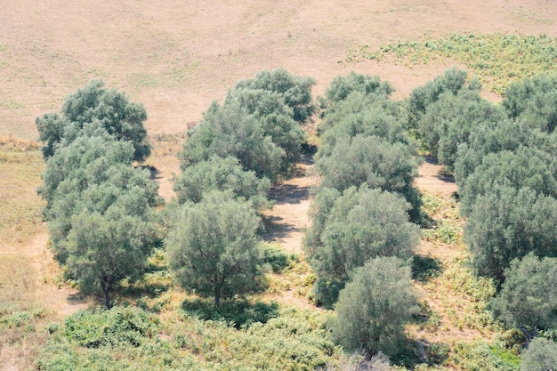 緑のオリーブの木の農地の農業景観とオリーブの木の丘の間のオリーブの植物 オリーブ グローブ ガーデン大規模な農業地域のオリーブの木